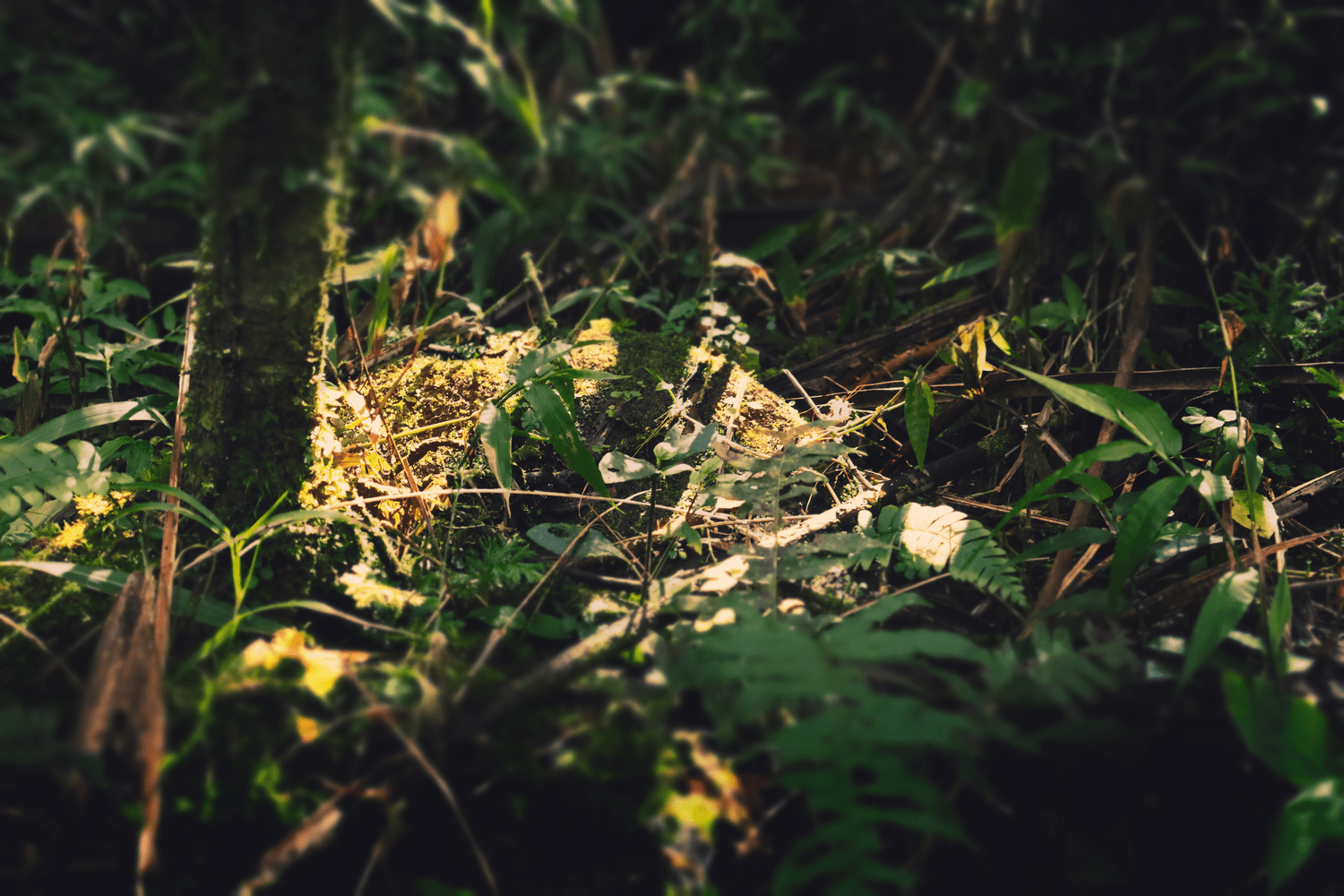 Macro shot of sunlit moss and leaves on the forest floor